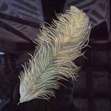 Japanese lacquered tray