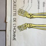 Map of school Rossignol, the skeleton and excretion