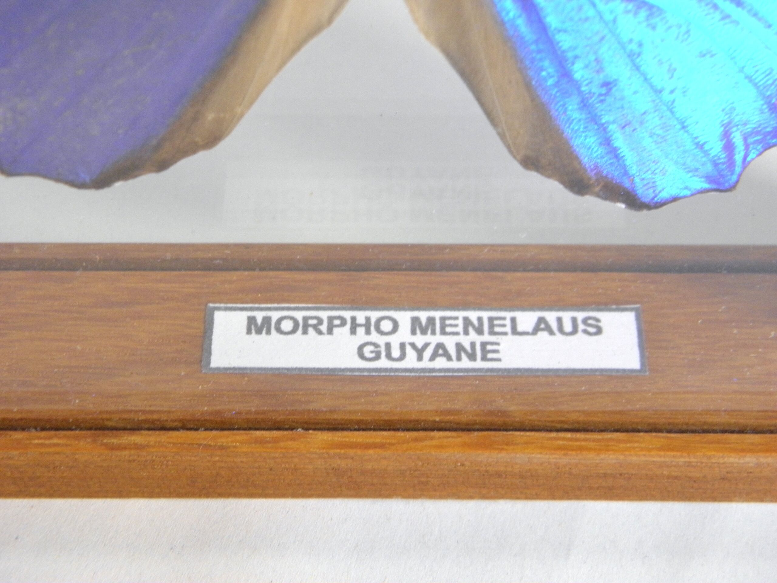 Papillon morpho bleu sous verre