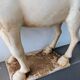 Large Tang-style horse in crackled ceramic 40 cm
