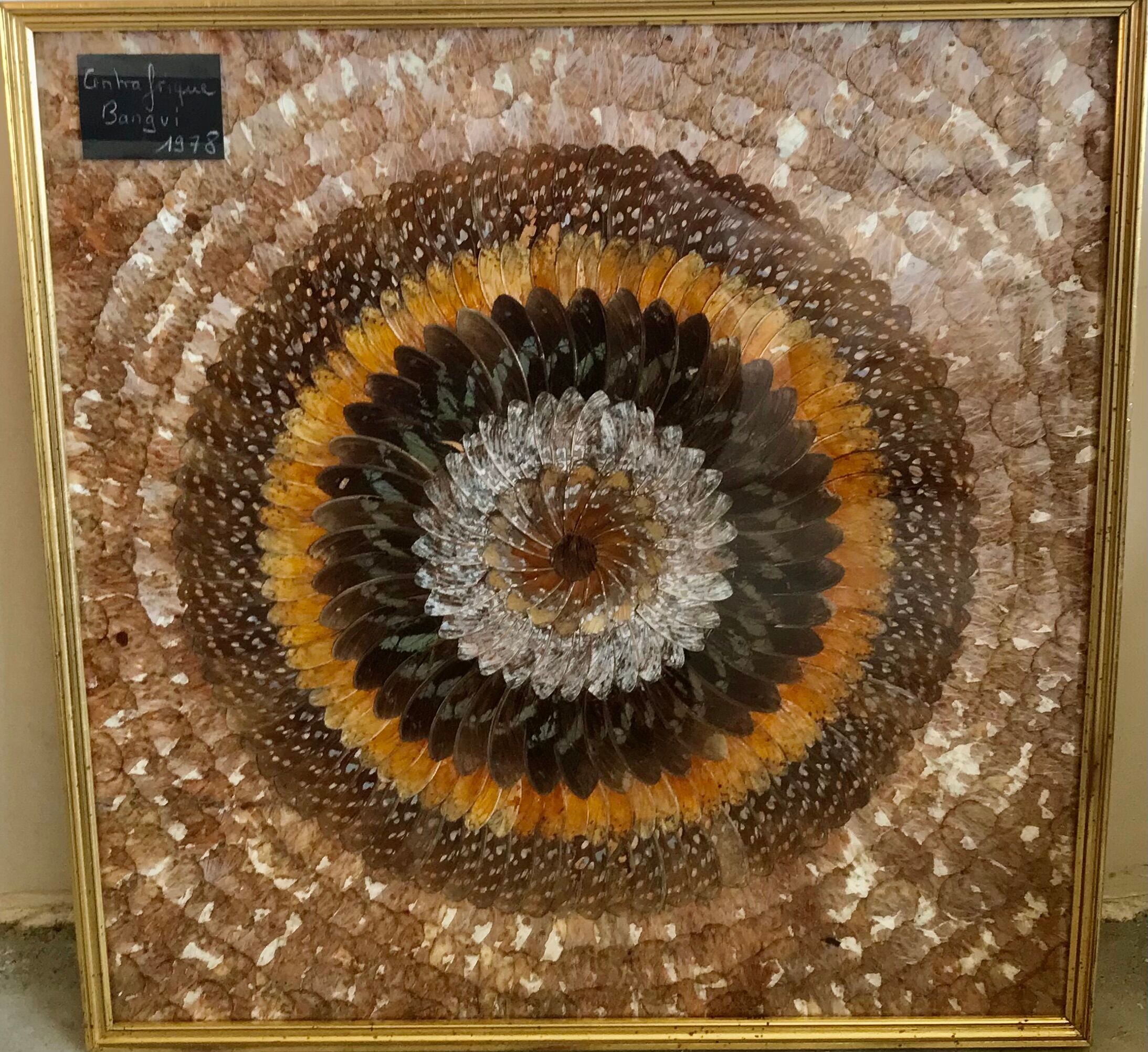 Frame under glass butterfly wings