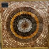 Frame under glass butterfly wings