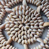 Trivet made of seashells