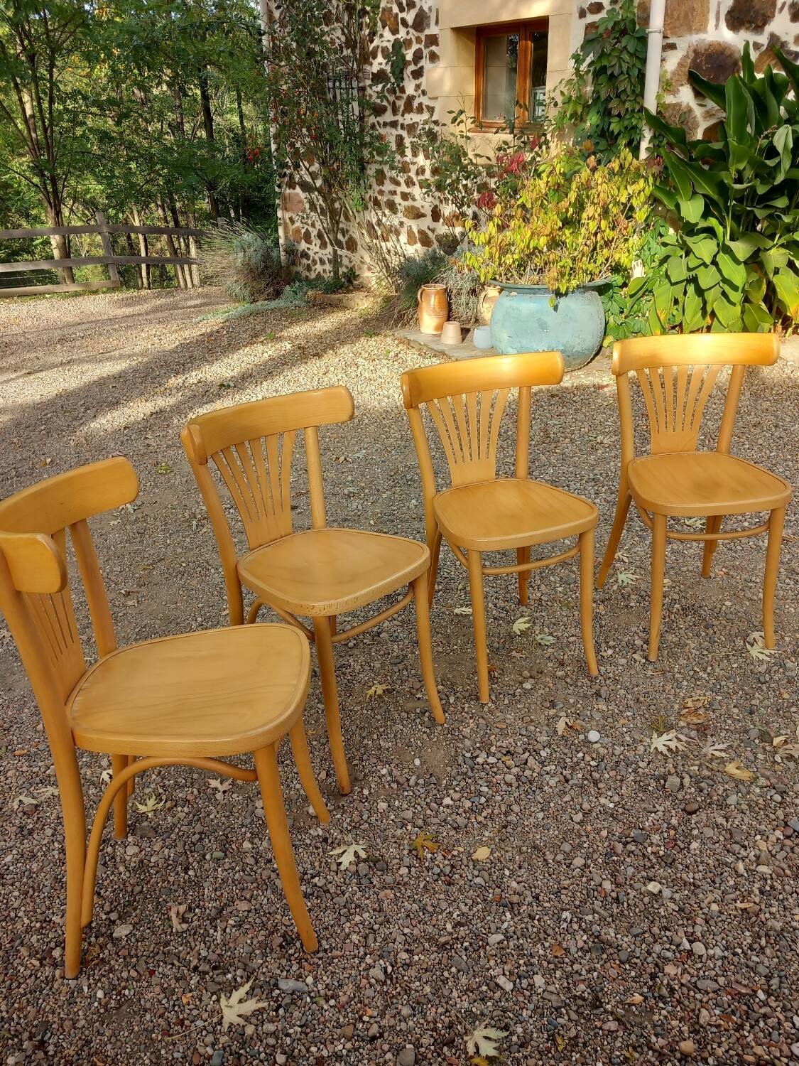 4 bistro chairs in solid blond wood, Fischel style