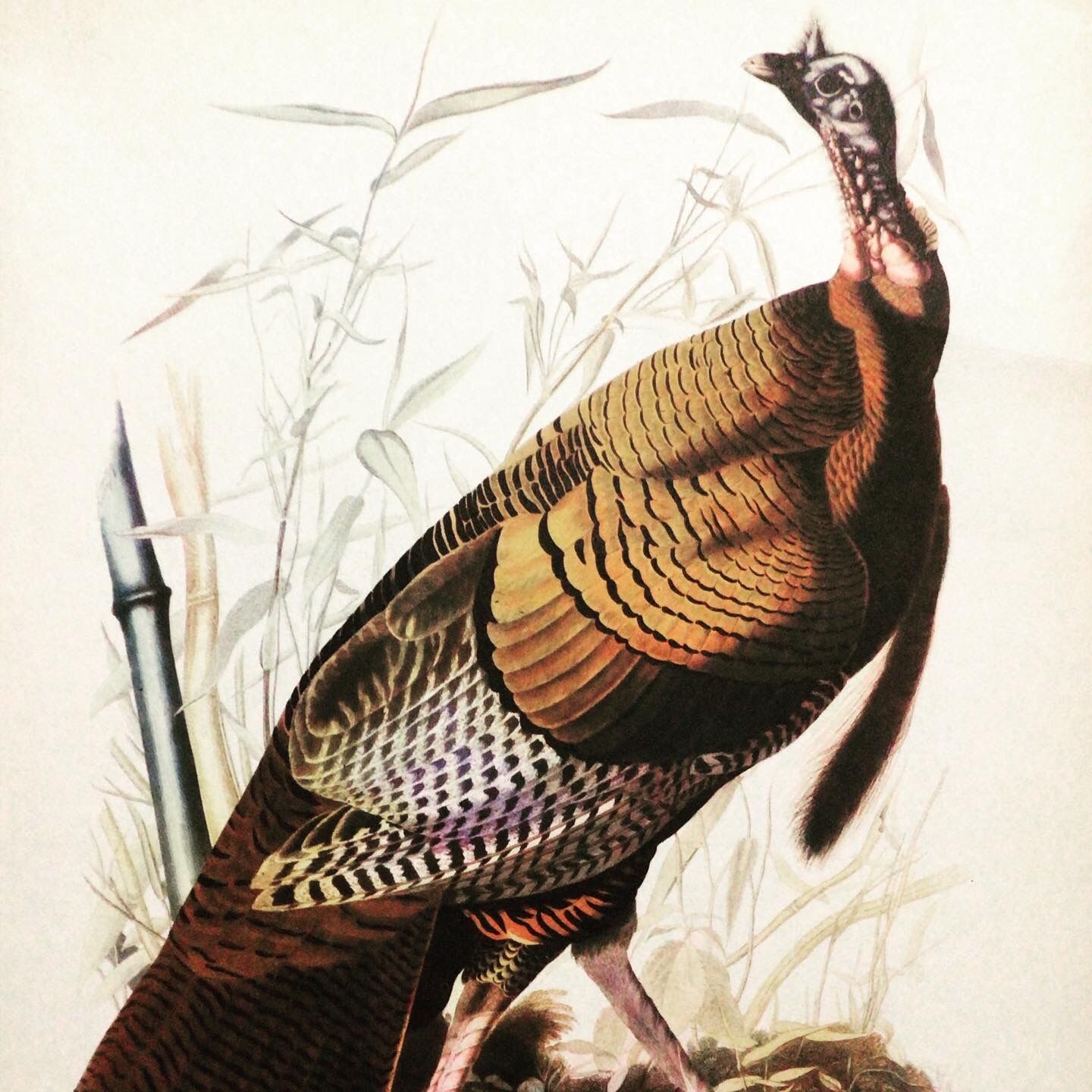 Planche ornithologique sous verre