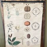 Botanical educational poster "Rubiaceae", Emile Deyrolle, 19th century, 1890s