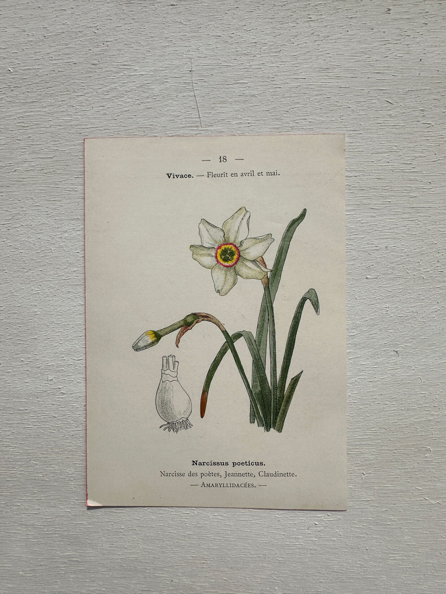 Botanical Plate 1800 Old Naturalist Engraving 19th Century Double-Sided