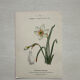 Botanical Plate 1800 Old Naturalist Engraving 19th Century Double-Sided