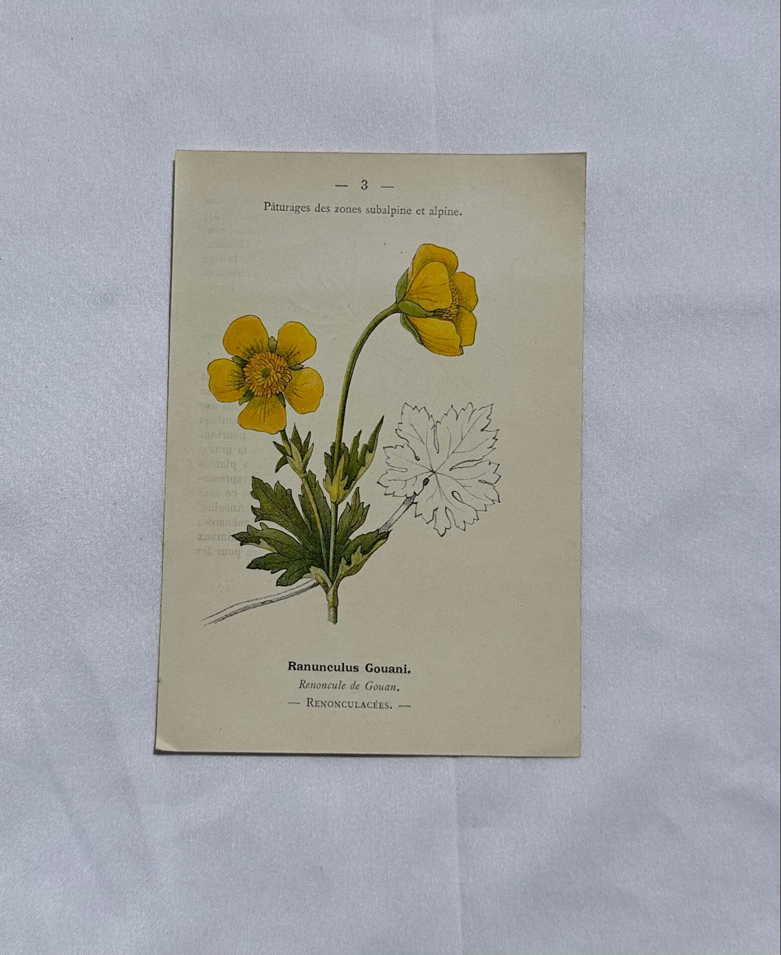 Botanical panache naturalist engraving scientific lithograph plant flower