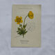 Botanical panache naturalist engraving scientific lithograph plant flower