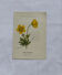 Botanical panache naturalist engraving scientific lithograph plant flower
