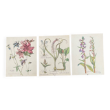 Set of 3 antique plant engravings