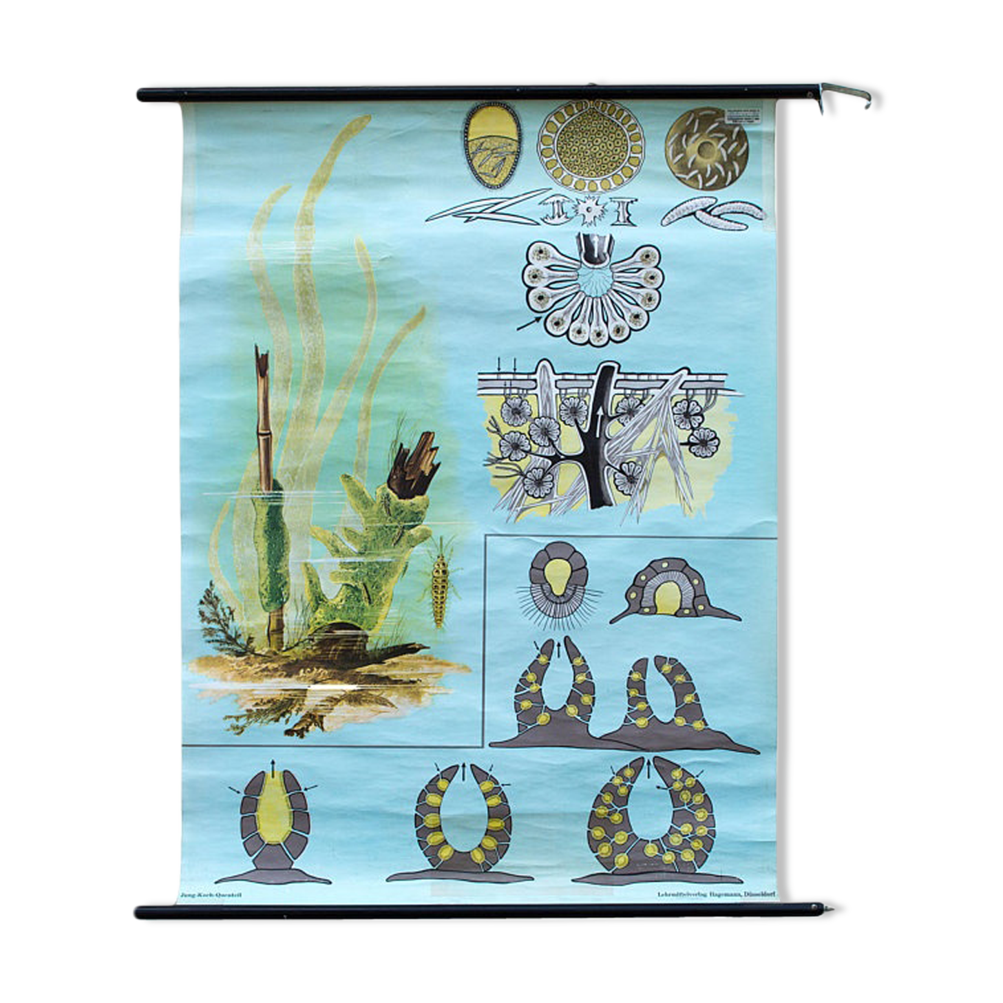 Poster of Jung-Koch-Quentell School, Sponges, 1969