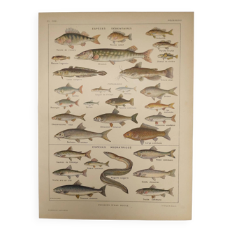 Gravure Originale de 1922 - Poissons d'eau douce - Planche pédagogique ancienne de J.M Dessertenne
