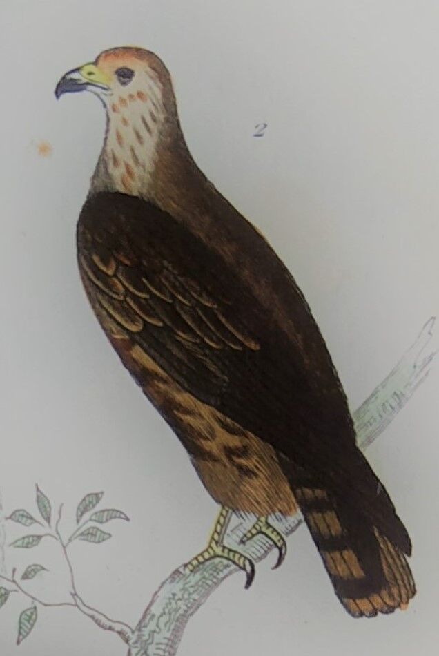 Original ornithological plate "Condor - Buzzard - Kite - &c..." Buffon 1836