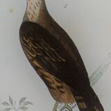Planche ornithologique originale "Condor - Buse - Milan - &c... " Buffon 1836