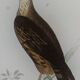 Original ornithological plate "Condor - Buzzard - Kite - &c..." Buffon 1836