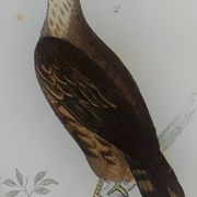 Original ornithological plate "Condor - Buzzard - Kite - &c..." Buffon 1836