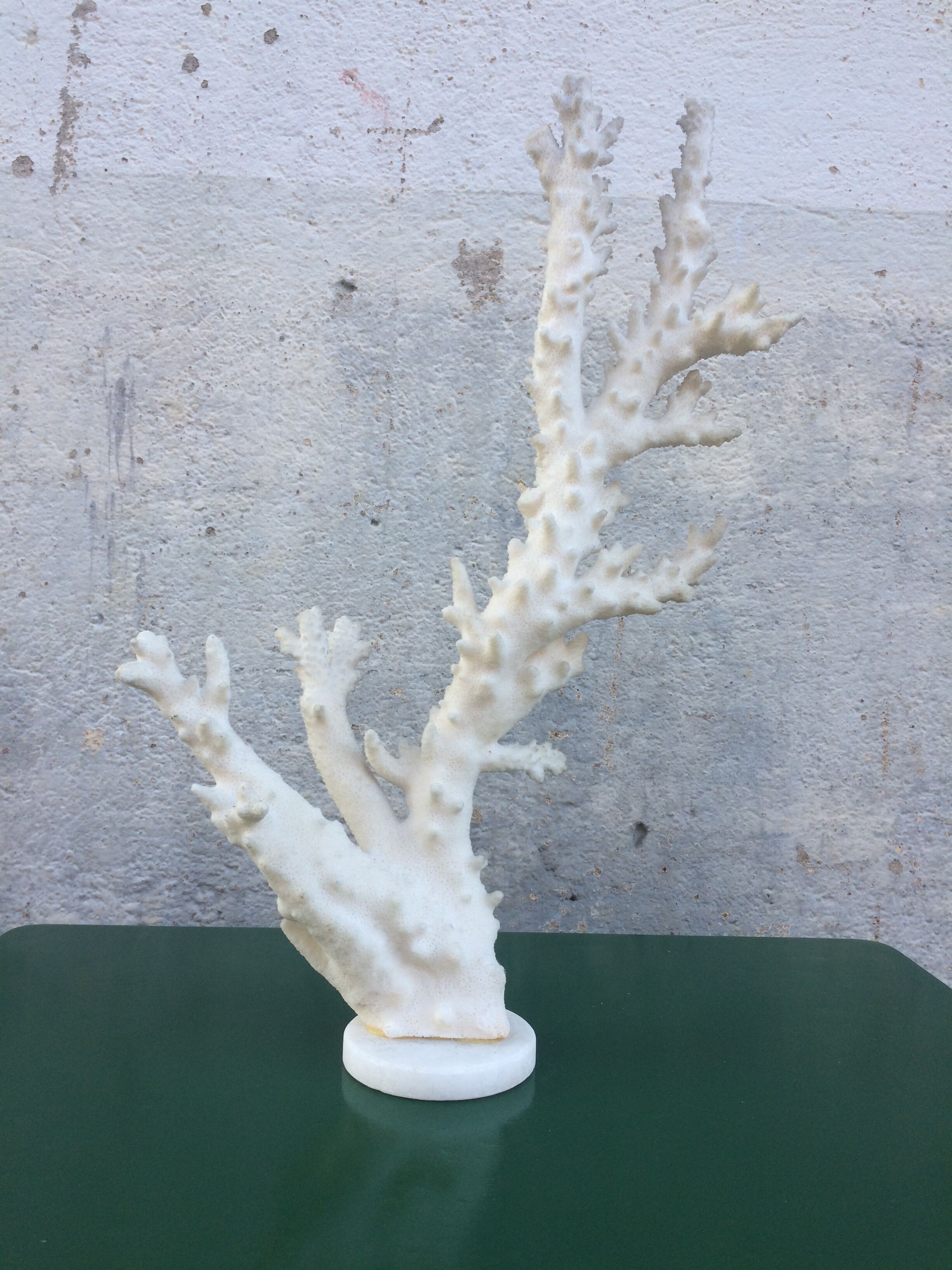 Coral branch 46 x 31 cm on alabaster marble base
