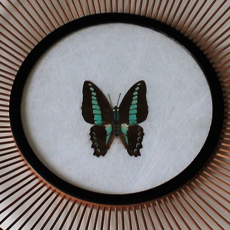 Bamboo wall plate - vintage butterfly