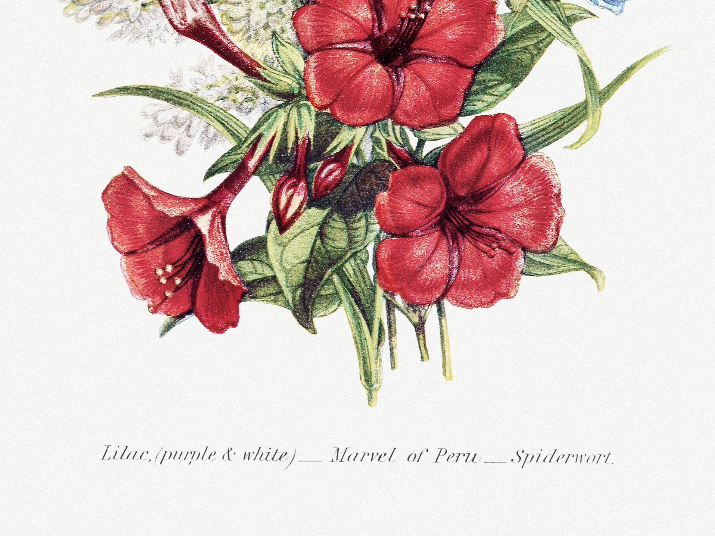 Poster about lilac, four o'clock flower, and poverty