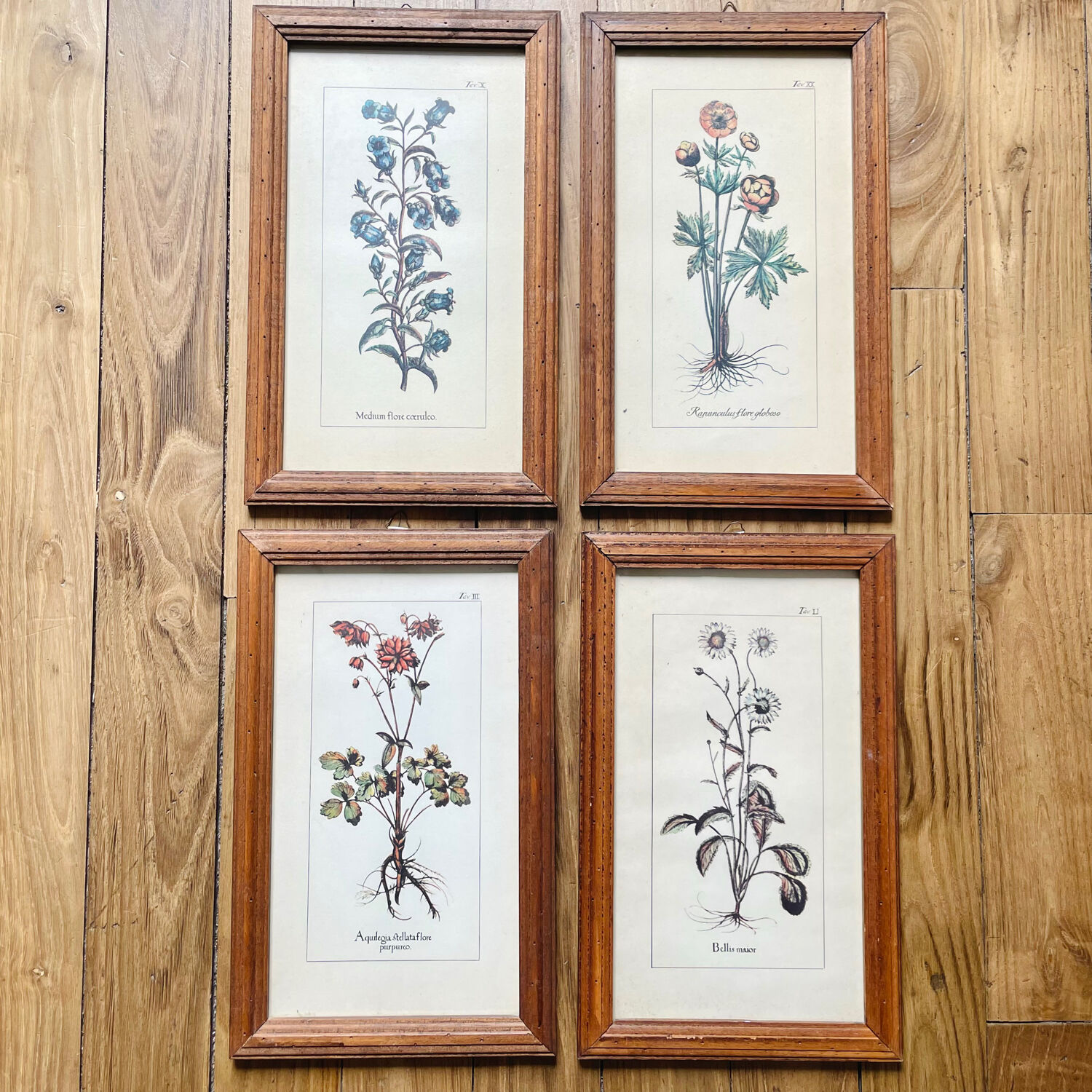 Set of 4 herbarium-type posters