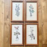 Set of 4 herbarium-type posters