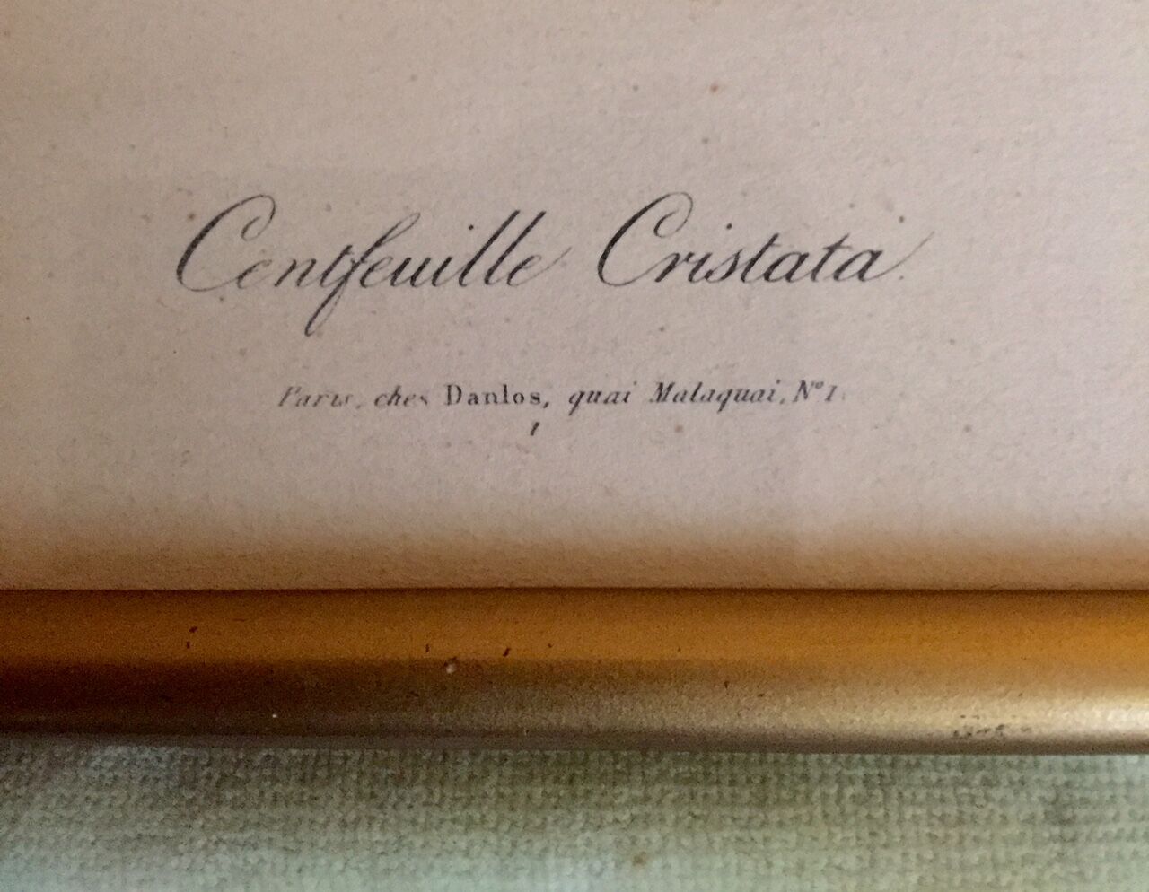 2 framed botanical posters