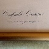 2 framed botanical posters