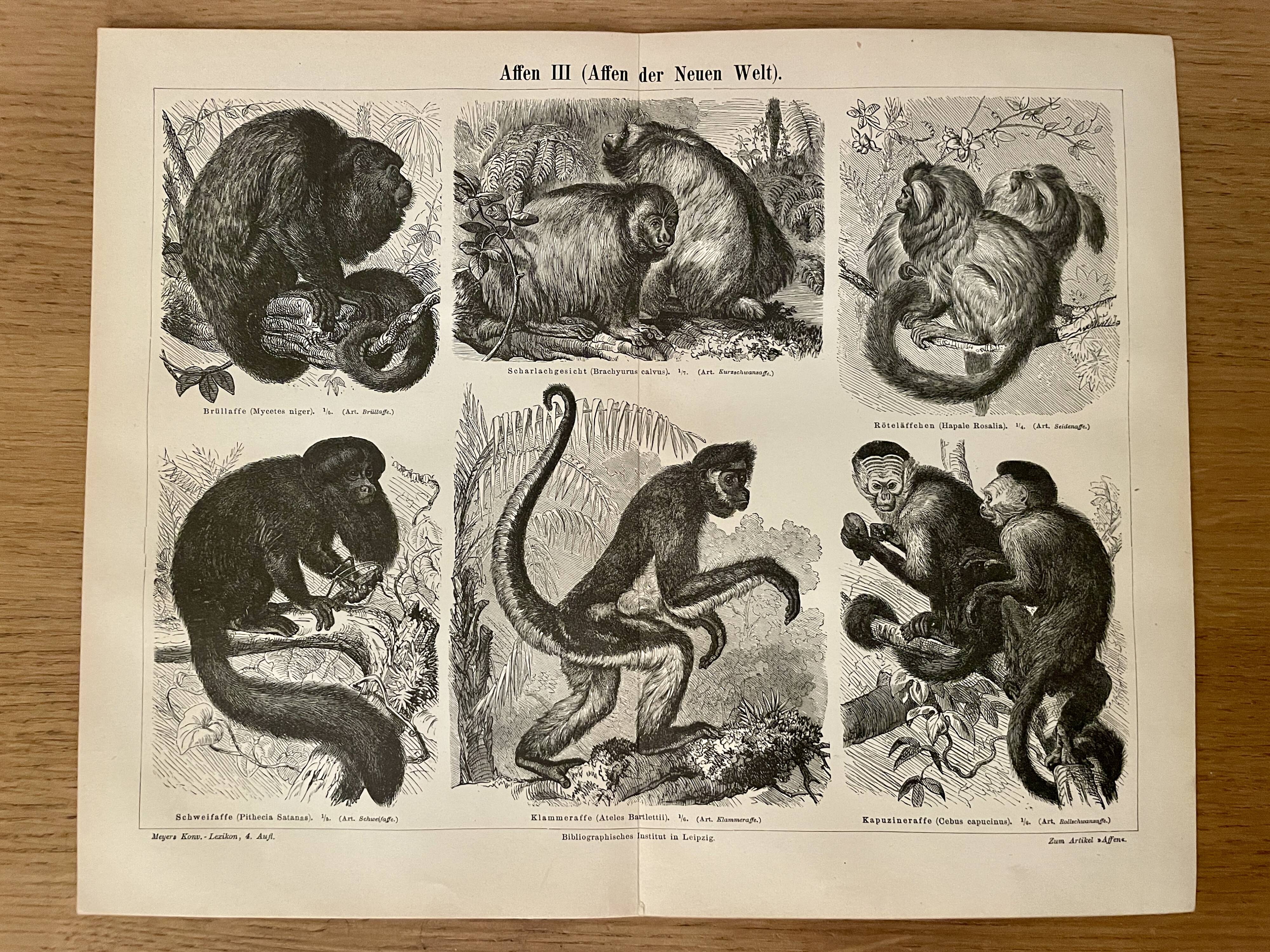 Illustrated plates engraving on the monkeys of the old world I – 1890