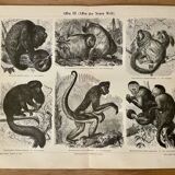 Illustrated plates engraving on the monkeys of the old world I – 1890