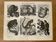 Planches illustrée gravure sur les singes de l'ancien monde, 1890