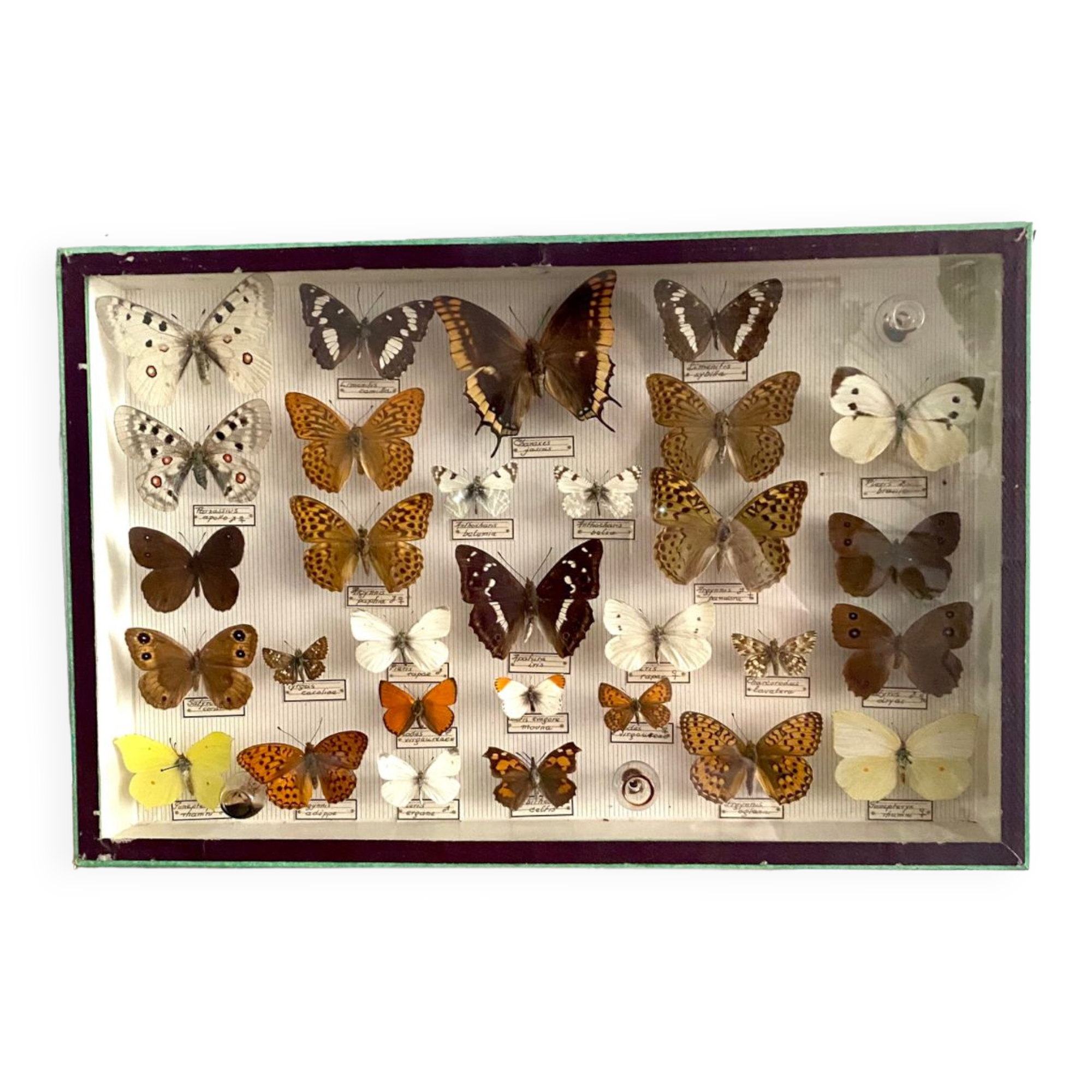 Boîte d’entomologie de papillons naturalisés vintage
