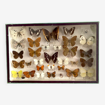 Boîte d’entomologie de papillons naturalisés vintage