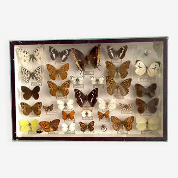 Entomology box of vintage stuffed butterflies