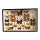 Boîte d’entomologie de papillons naturalisés vintage