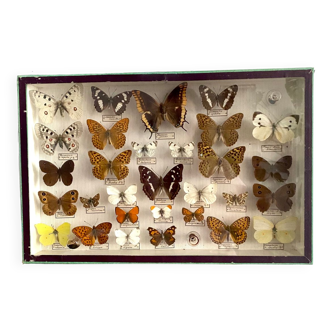 Boîte d’entomologie de papillons naturalisés vintage