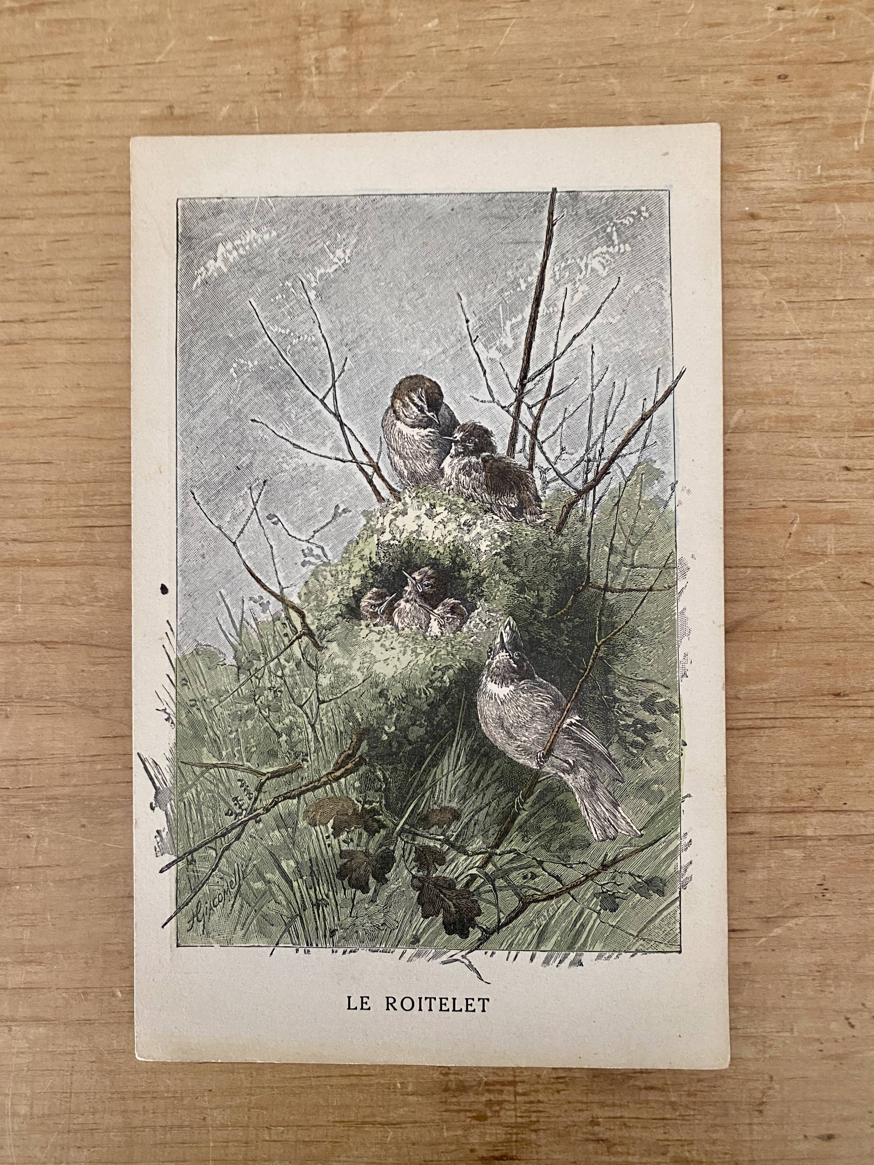 Old bird engraving - Giacomelli and Huyot - LE ROITELET