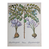 Botanical plate of colchicum and paliurus