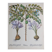 Planche botanique de colchique et de paliurus