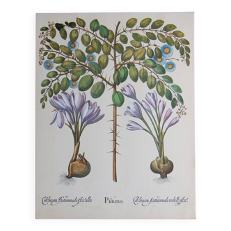 Planche botanique de colchique et de paliurus
