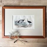 Ornithological plate "Ostrich & Cassowary" by Buffon