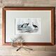 Ornithological plate "Ostrich & Cassowary" by Buffon