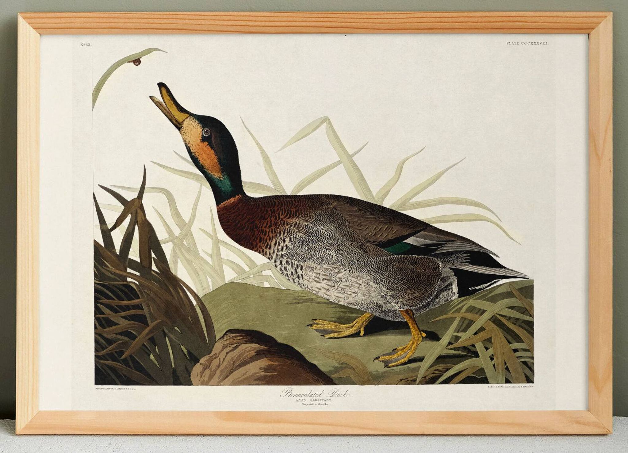 Affiche sur le Canard colvert, d’après une gravure ancienne de 1827.