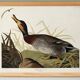 Poster about the Mallard Duck, based on an old engraving from 1827.