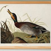 Affiche sur le Canard colvert, d’après une gravure ancienne de 1827.
