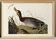 Affiche sur le Canard colvert, d’après une gravure ancienne de 1827.