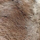 Reindeer skin rug