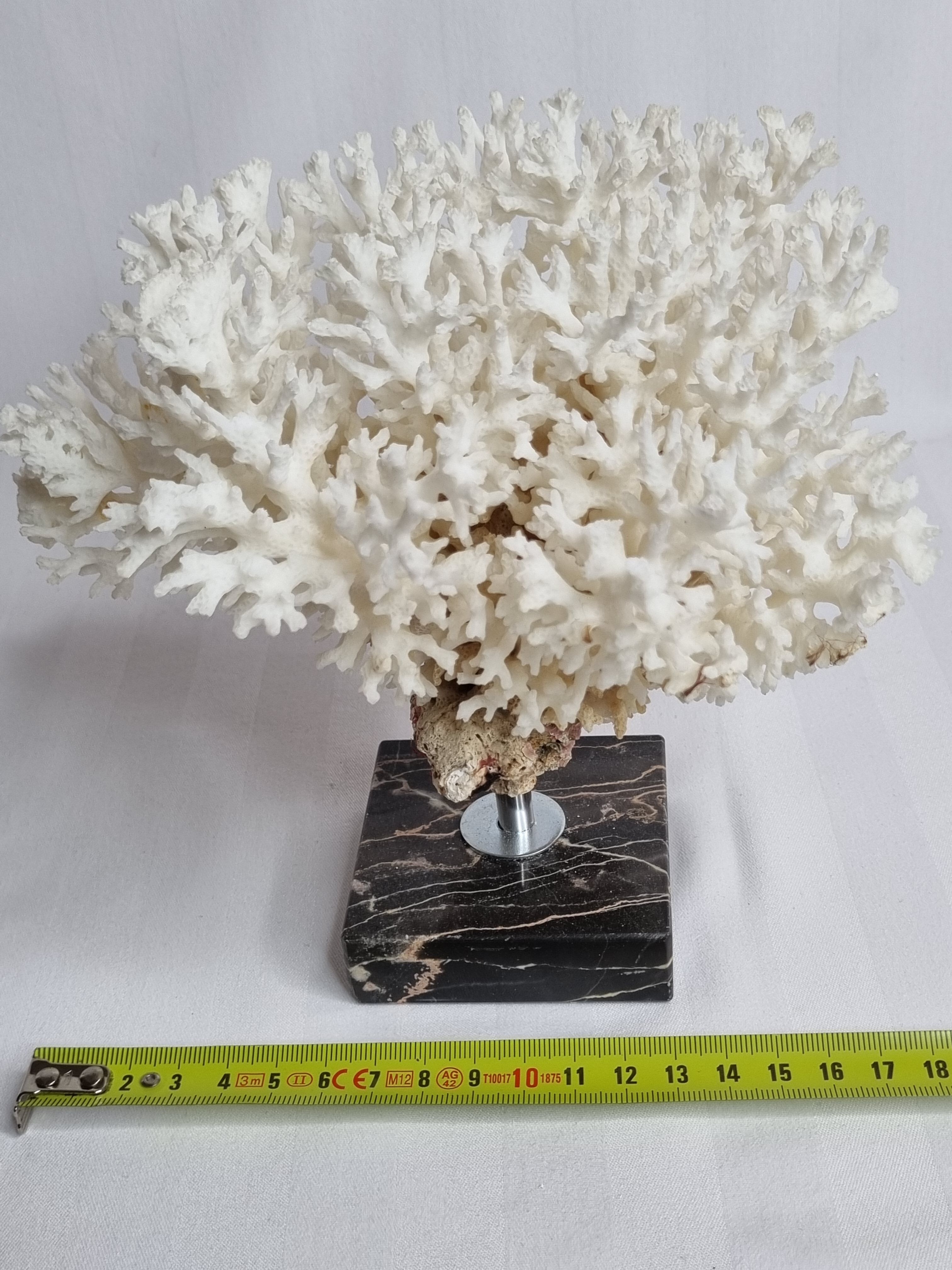 Ancient white coral on portor marble base