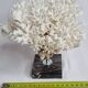 Ancient white coral on portor marble base